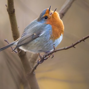 Rotkehlchen | ©Marie Brettschneider