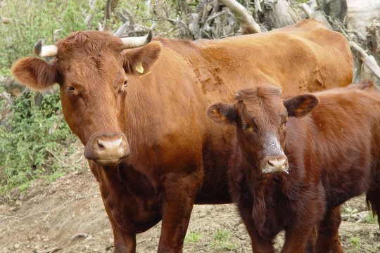 Rotvieh mit Kalb | © Julia Römheld