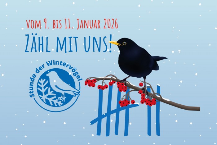 Stunde der Wintervögel