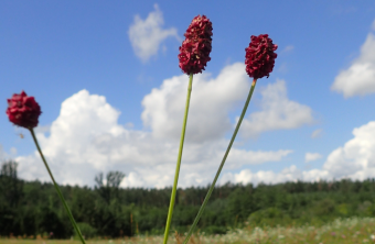 Der große Wiesenknopf - Sanguisorba officinalis | © Patricia Danel