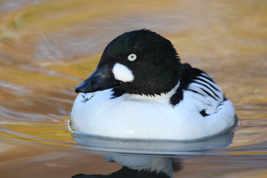 Schellenten-Männchen schwimmt auf dem Wasser und guckt direkt in die Kamera | © Frank Derer