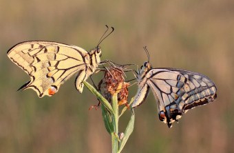 Zwei Schwalbenschwänze sitzen sich gegenüber auf einer Pflanze | © Ulrike Neukamm