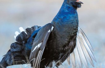 Auf dem Cover ist ein Birkhuhn zu sehen, am unteren Rand die blaue Welle mit dem weißen LBV-Logo in der rechten Ecke