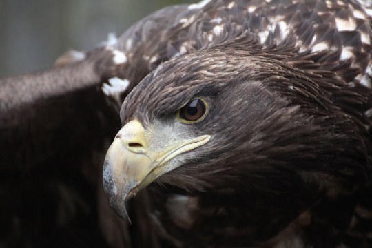 Seeadler Porträt von Seeadlerweibchen in der Vogelauffangstation Regenstauf | © LBV