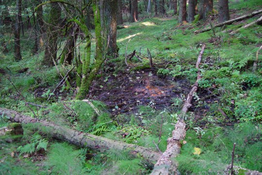 Sickerquelle im Wald |©Zoran Jokic
