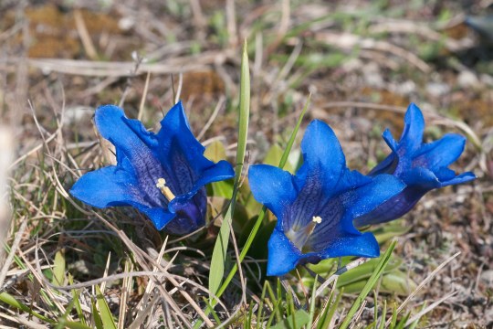 Blauer stängelloser Enzian | © T. Dürst
