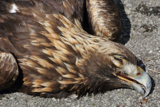 Steinadler - Beispiel Bleivergiftung | © Hans-Joachim Fünfstück