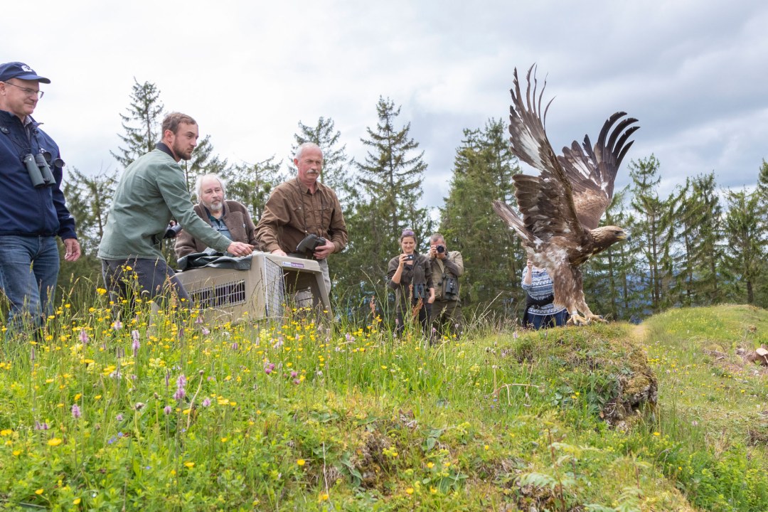 Steinadler wird freigelassen | © Harald-Farkaschovsky