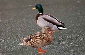 Stockenten Weibchen und Männchen auf zugefrorenem See | © Norbert Steffan