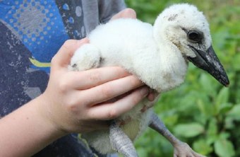 Storchenküken in der Hand gehalten | © LBV