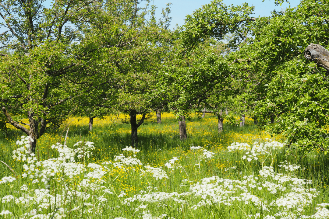 Streuobstwiese im Frühsommer | © Franziska Wenger