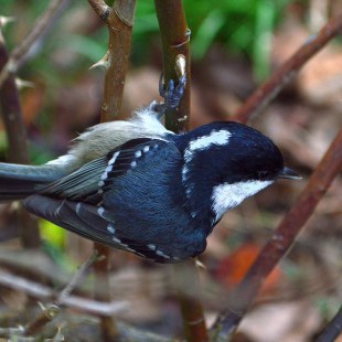 Tannenmeise von oben fotografiert | © Christa Bach