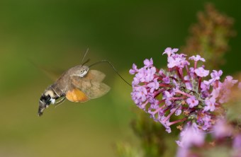 Taubenschwänzchen im Flug | © Hans Schaffelhofer