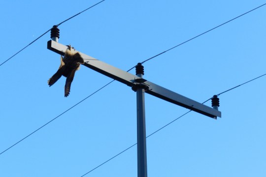 Toter Uhu hängt kopfüber am Strommast bei Ansbach | © H. Ries