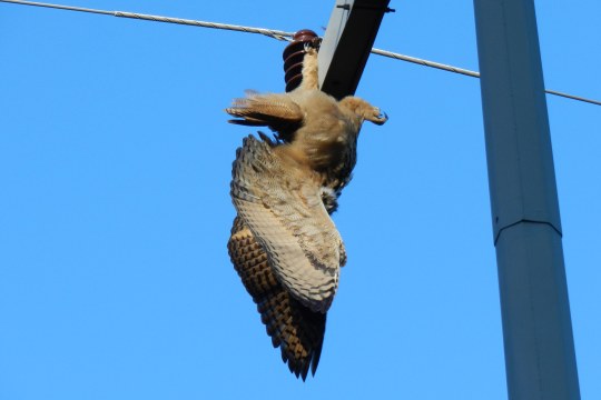 Toter Uhu hängt kopfüber am Strommast bei Ansbach | © Günter Möbus