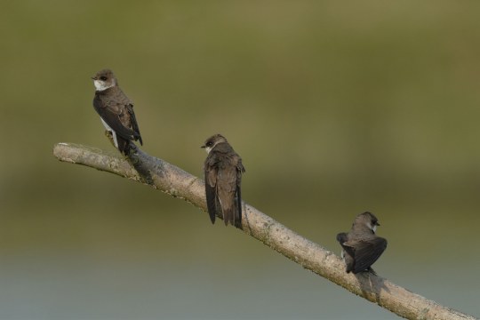 drei Uferschwalben sitzen auf einem Ast | © Henning Werth