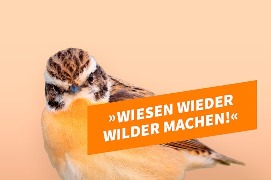 Kandidat Braunkehlchen