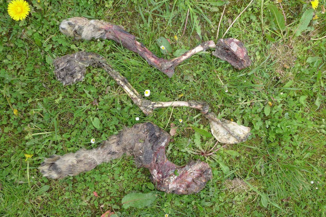 Vorderextremitäten von einem Luchs | © lbv