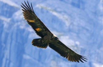 Wally beim Flug |  © Markus Leitner