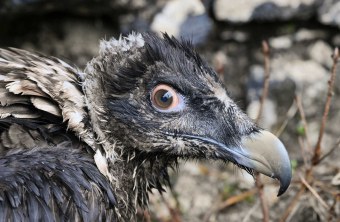 Bartgeier Wally Jungvogel Nahaufnahme | © Hansruedi Weyrich
