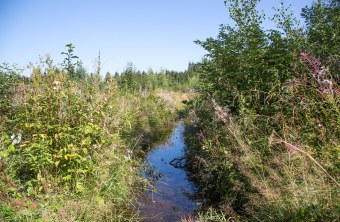 Wassergraben in strukturreichen Ufern | © Ralph Sturm