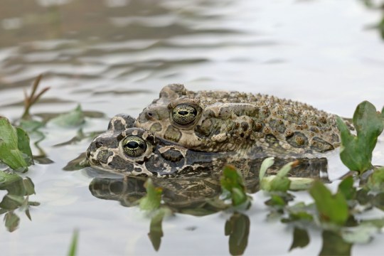 Wechselkröten bei der Paarung | © Frank Derer