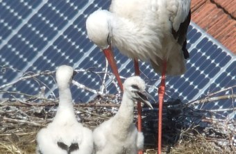 Weißstorch sorgt sich um Küken im Nest | © Thomas Wurschy