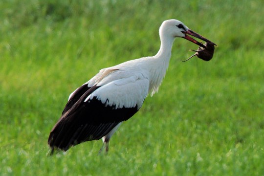 Weißstorch mit erbeuteter Maus im Schnabel in grüner Wiese | © S. Muthsam