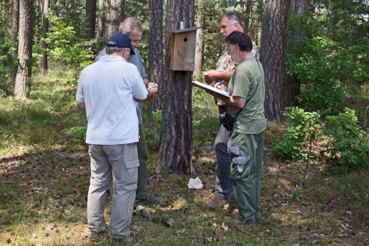 Beringung eines Wendehalses durch vier männliche LBV-Ehrenamtliche in einem Wald. Alle vier stehen vor einem Nistkasten | © Carola Bria