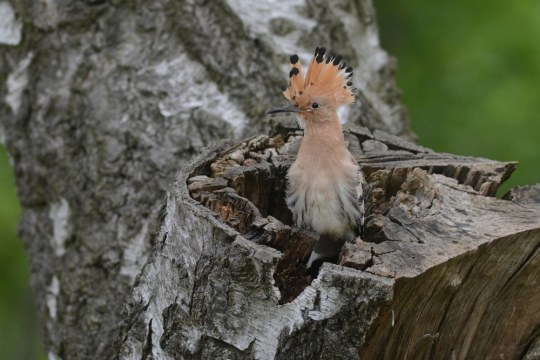 Wiedehopf | © H. Henderkes