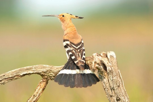 Wiedehopf | © Rosl Roessner