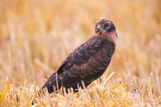 Wiesenweihe Jungvogel sitzend in Stopelfeld | © Hermann Brehm