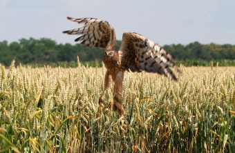 Wiesenweihe steigt aus einem Feld auf | © Zdenek Tunka