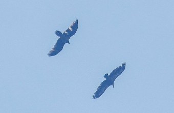 Wiggerl und ein Gänsegeier im Juni 2025 | © Lennart Haak