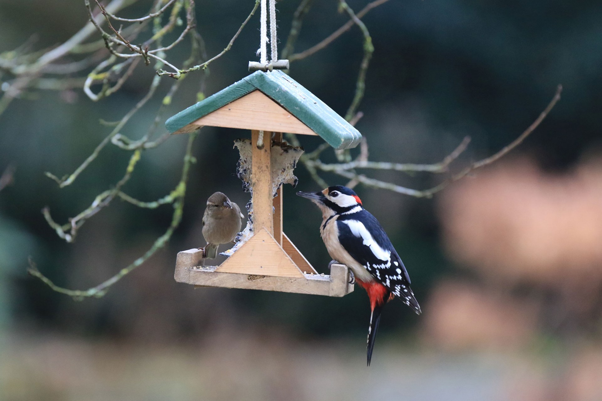 Haussperling und Buntspecht sitzen gemeinsam an einem Vogelfutterhaus, an dem ein Fettkuchen hängt | © Ingo Rittscher