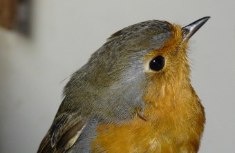 Potentieller Wirtsvogel des Kuckucks: das Rotkehlchen | © F. Herzog