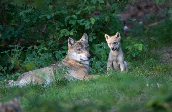 Wolf liegt auf grünem Gras, rechts neben ihm sitzt ein kleiner Wolfswelpe | © Marcus Bosch