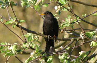 Amsel ist in einem Baum mit Blüten | © Maria Bauer