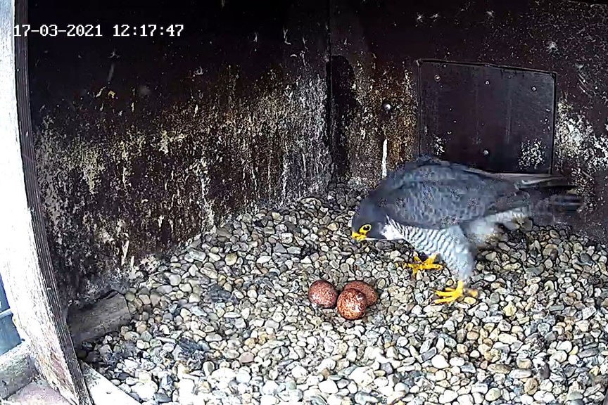 Drei Eier bei Familie Wanderfalke 2021