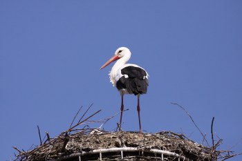 Weißstorch auf seinem Horst, blauer Himmel im Hintergrund | © Angela Maurer