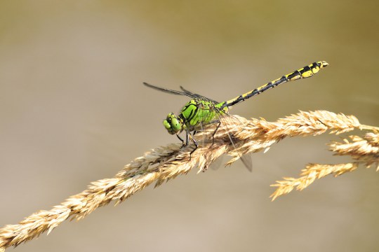 Grüne Keiljungfer | © Klaus Müller