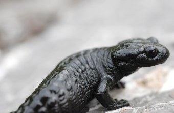 Alpensalamander I  ©Dr. Eberhard Pfeuffer