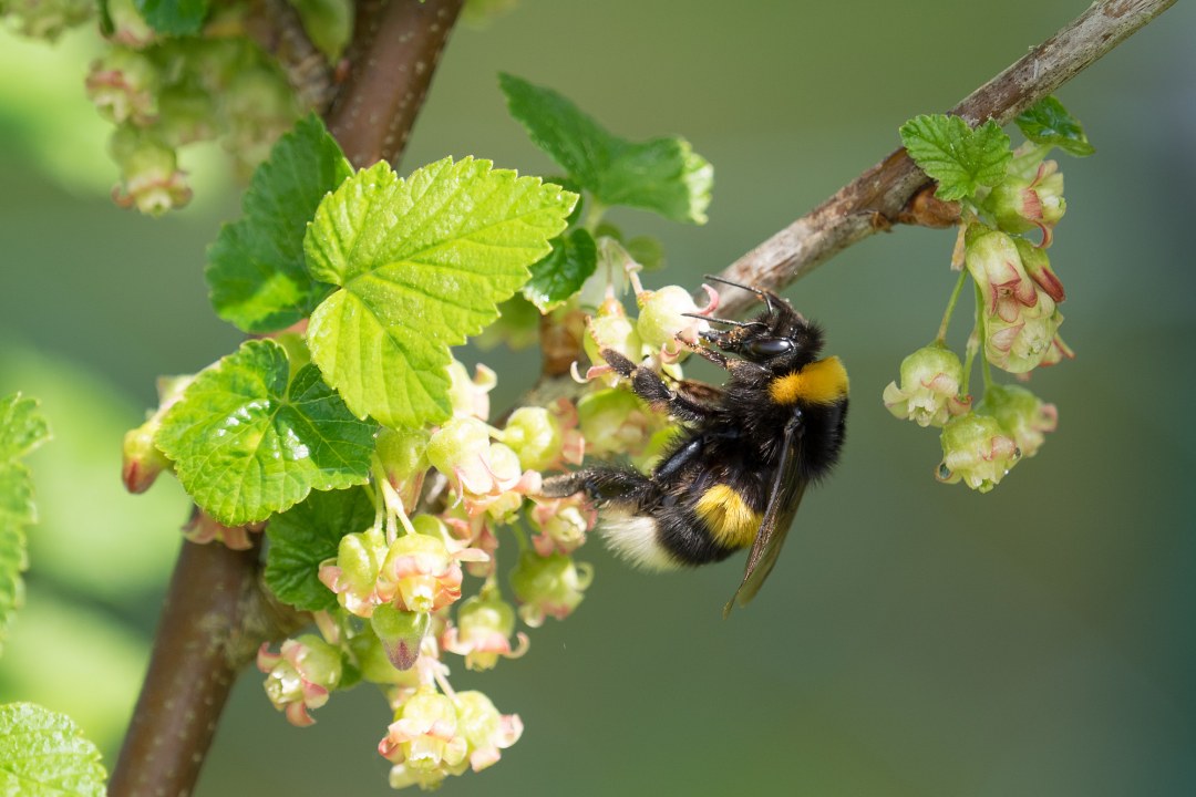 Helle Erdhummel | © Oliver Wittig