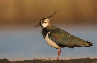 Kiebitz | © Gunther Zieger