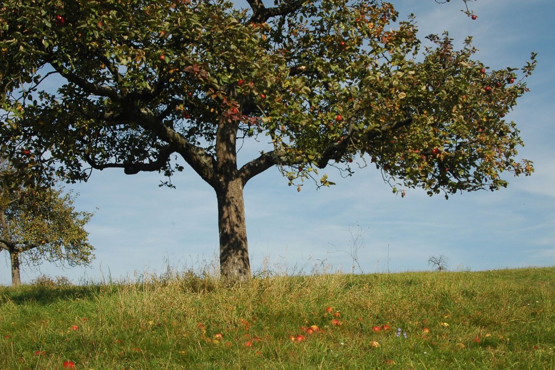 Apfelbaum auf einer Streuobstwiese