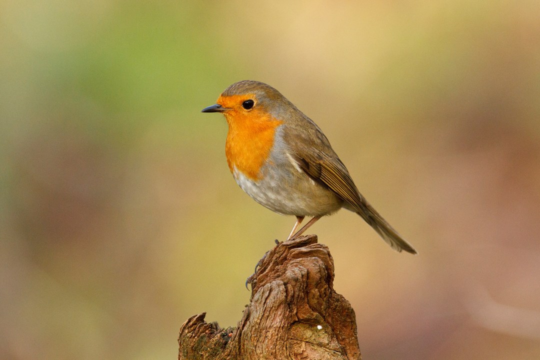 Mehlschwalben die in ihrem Nest sitzen | © A. Hatlapa