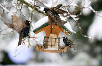 Stare am Futterhaus | © Ingo Rittscher