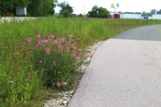 Blühfläche links vom Fahrradweg | © Peter Bria