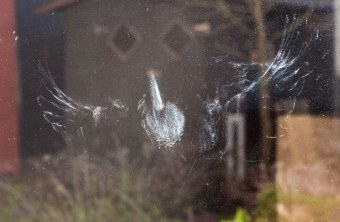 n Abdruck eines Vogels an einer Fensterscheibe, der wohl gegen die Scheibe geflogen ist | © Ralph Sturm