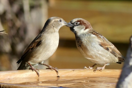 Haussperlinge | © Gabriele Heckwolf